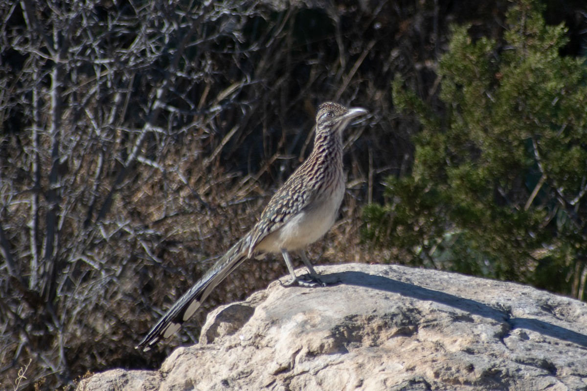 オオミチバシリ - ML647642791