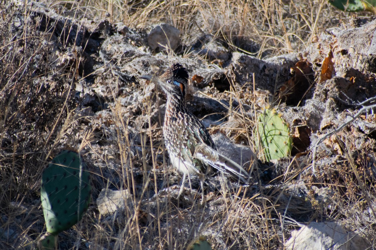 オオミチバシリ - ML647642792