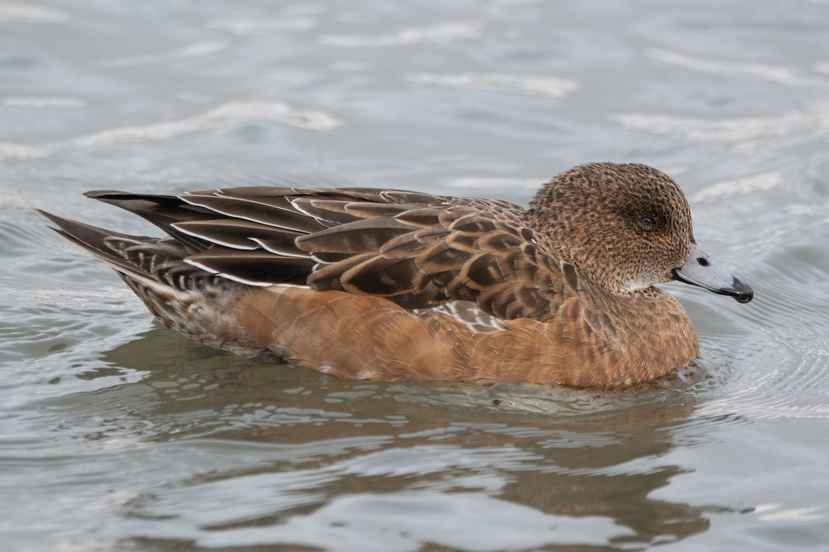 ヒドリガモ - ML647642794