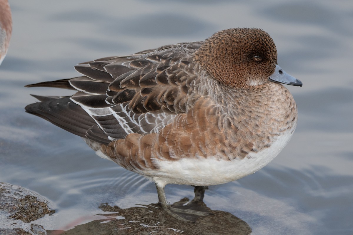 ヒドリガモ - ML647642795