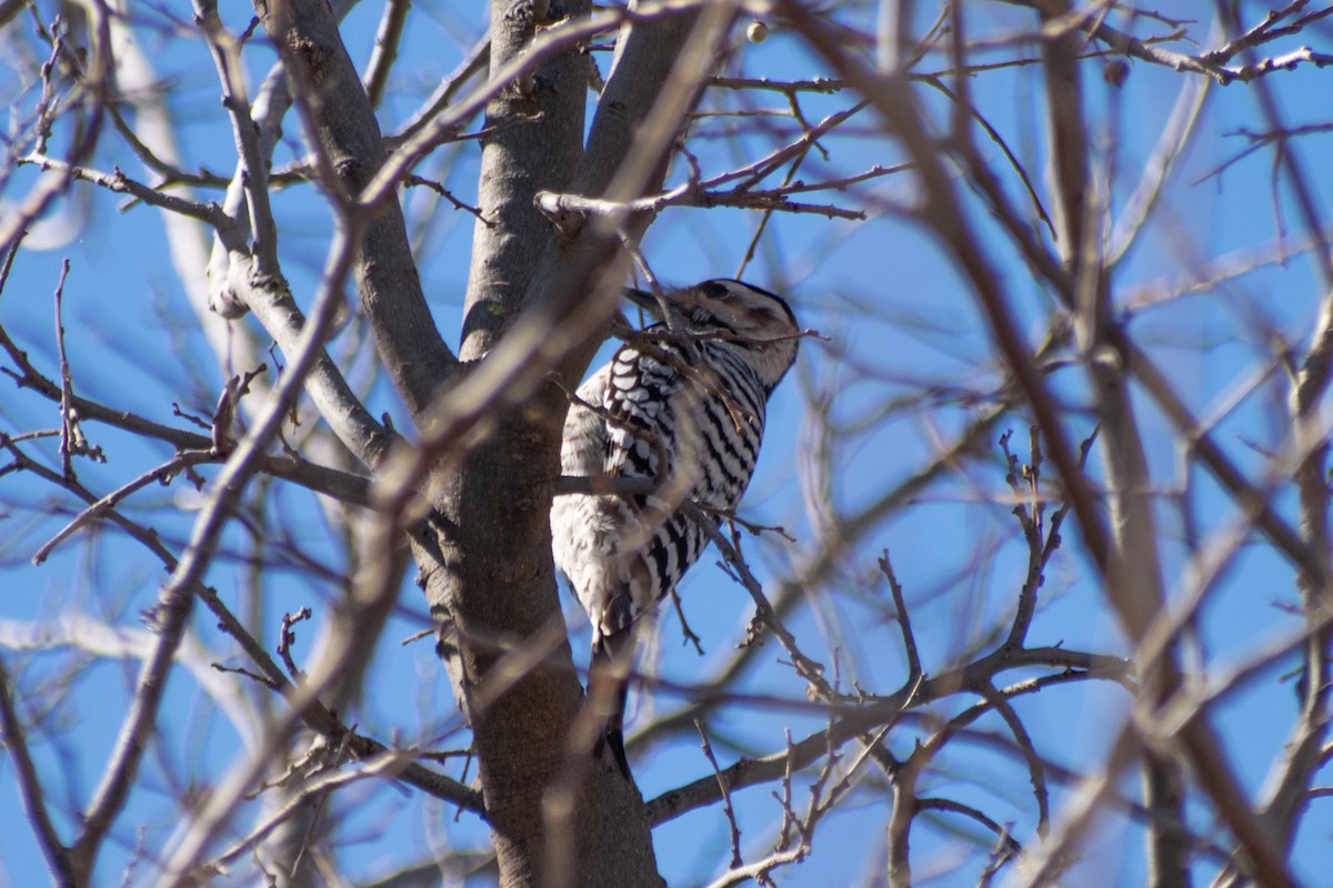 シマアカゲラ - ML647642796