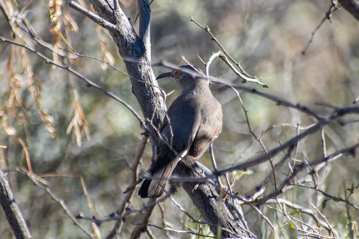 マルハシツグミモドキ - ML647642797