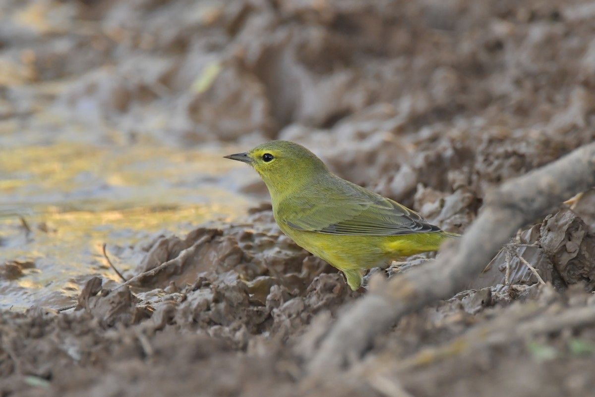 サメズアカアメリカムシクイ - ML647642798