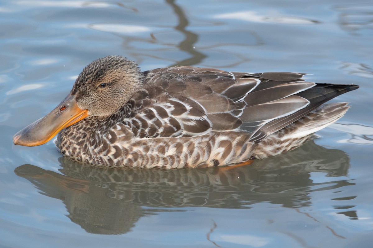 ハシビロガモ - ML647642803