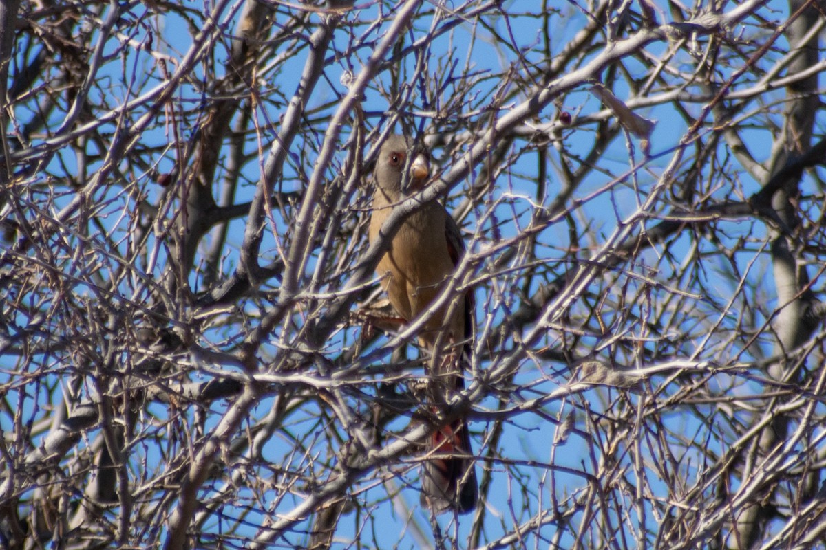 ムネアカコウカンチョウ - ML647642804