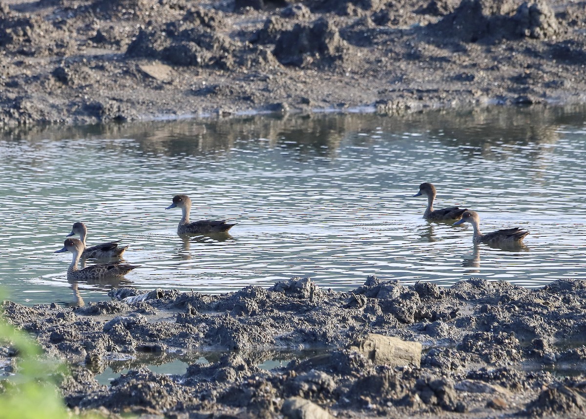 インドネシアコガモ - ML647642806