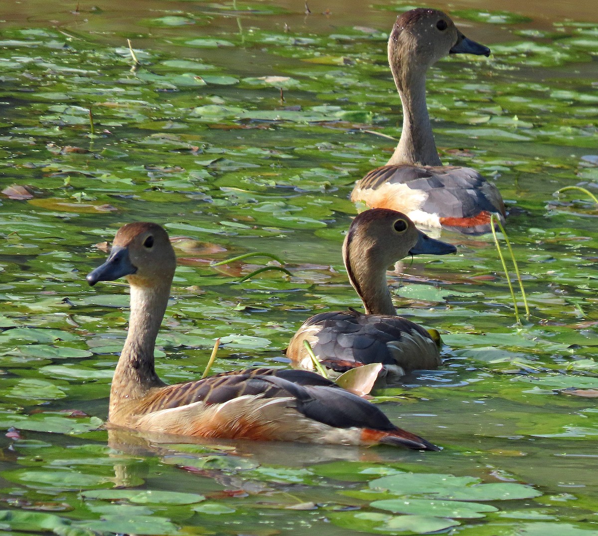 リュウキュウガモ - ML647642808