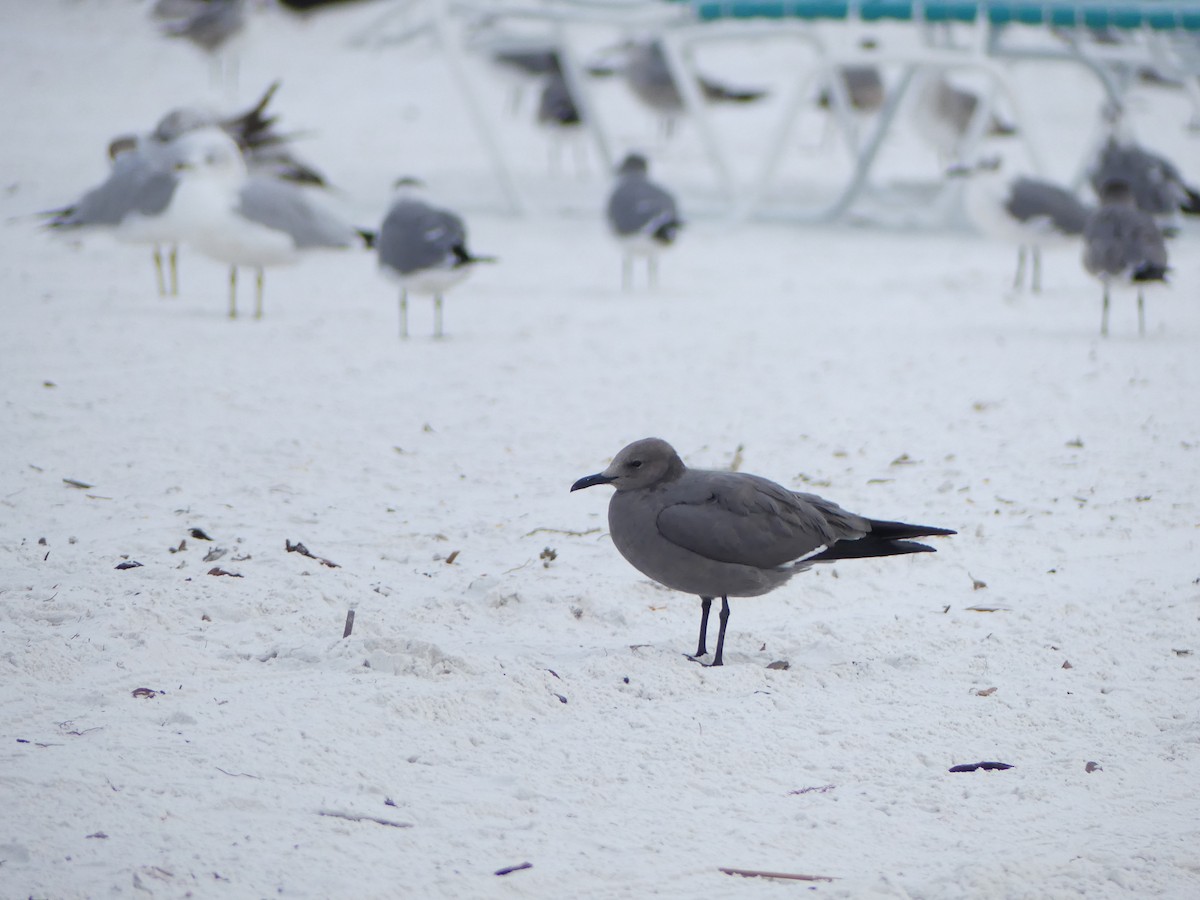 ハイイロカモメ - ML647642809