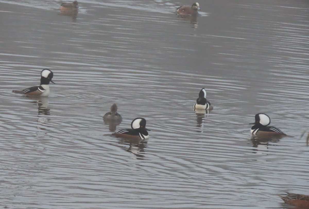 オウギアイサ - ML647642810