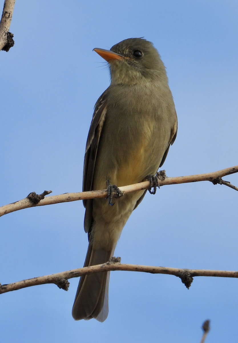 Greater Pewee - ML647642812