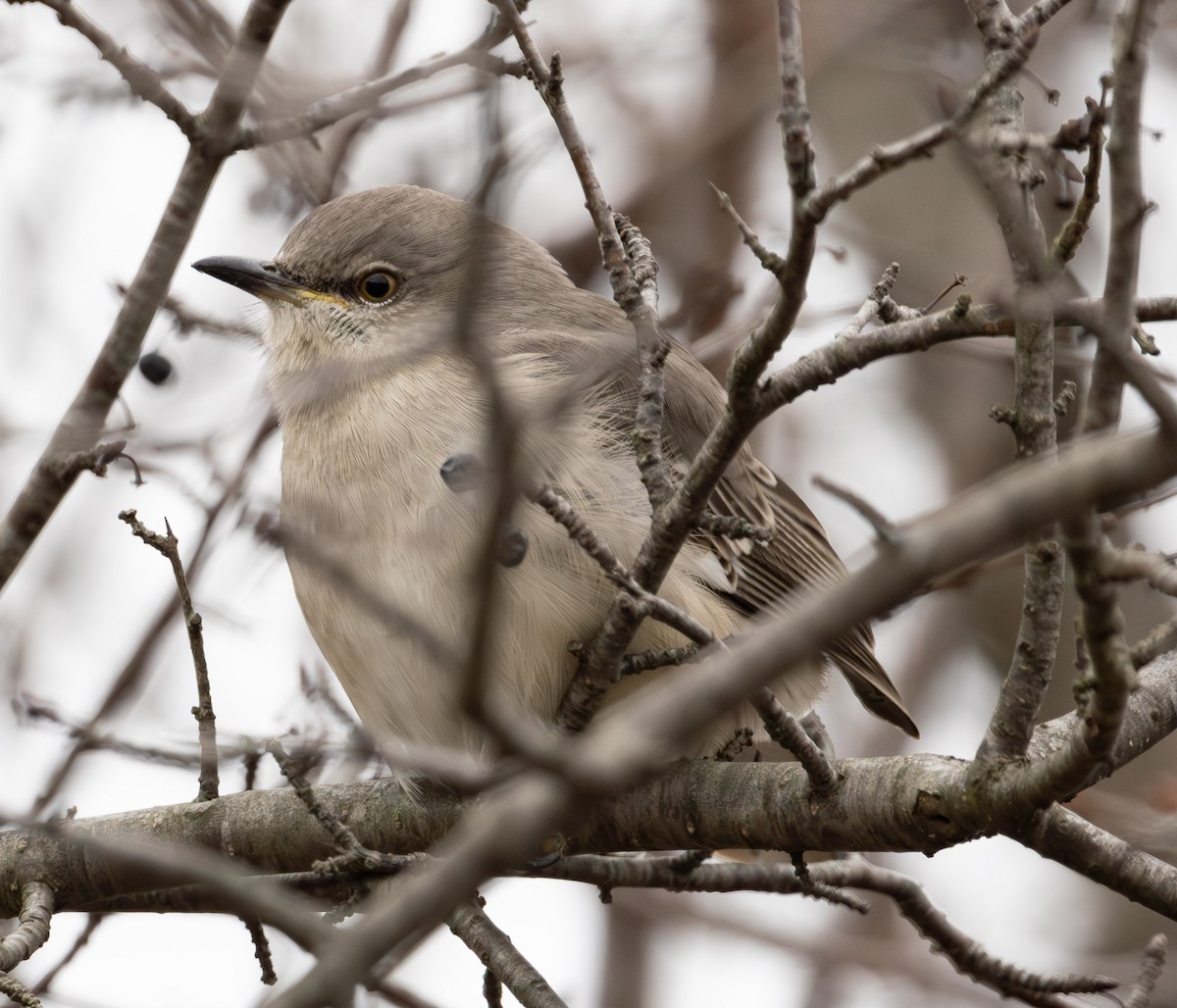 マネシツグミ - ML647642814