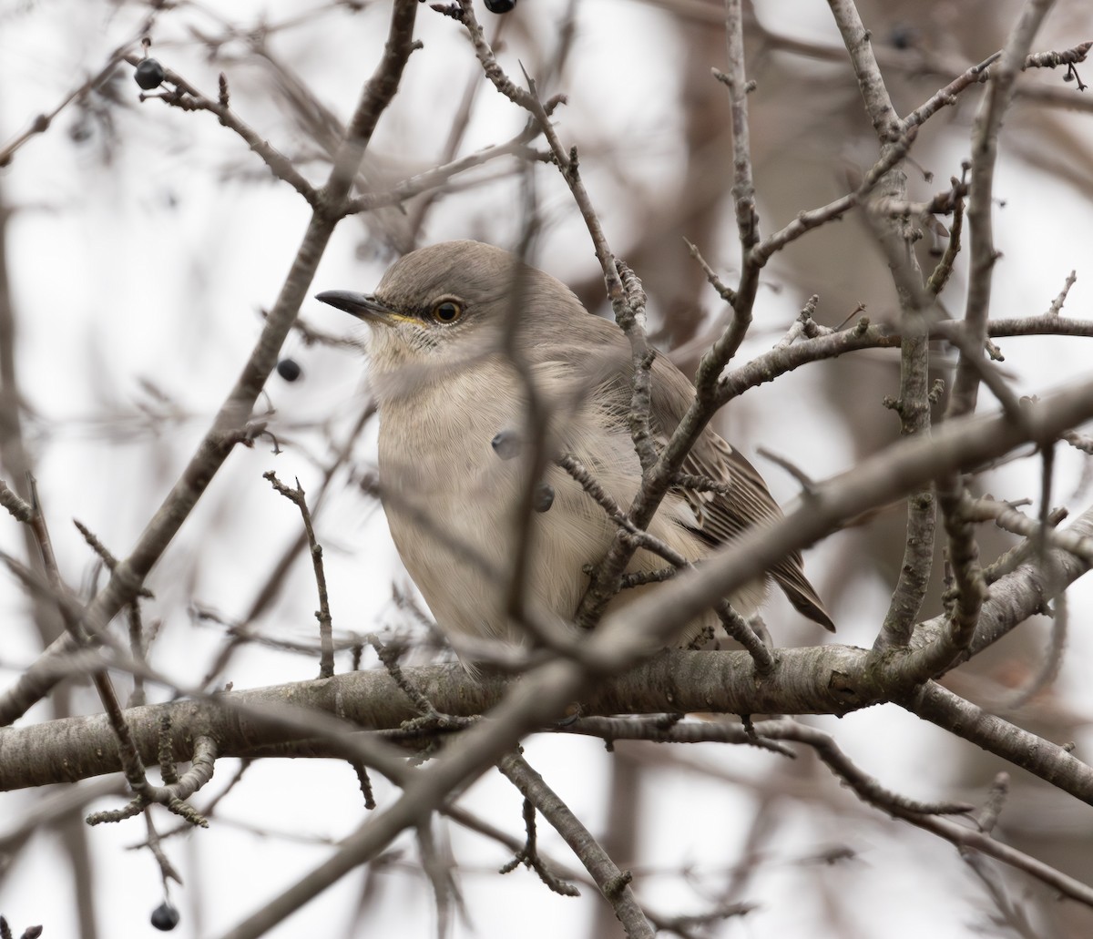 マネシツグミ - ML647642815