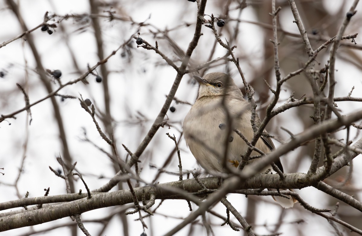 マネシツグミ - ML647642816