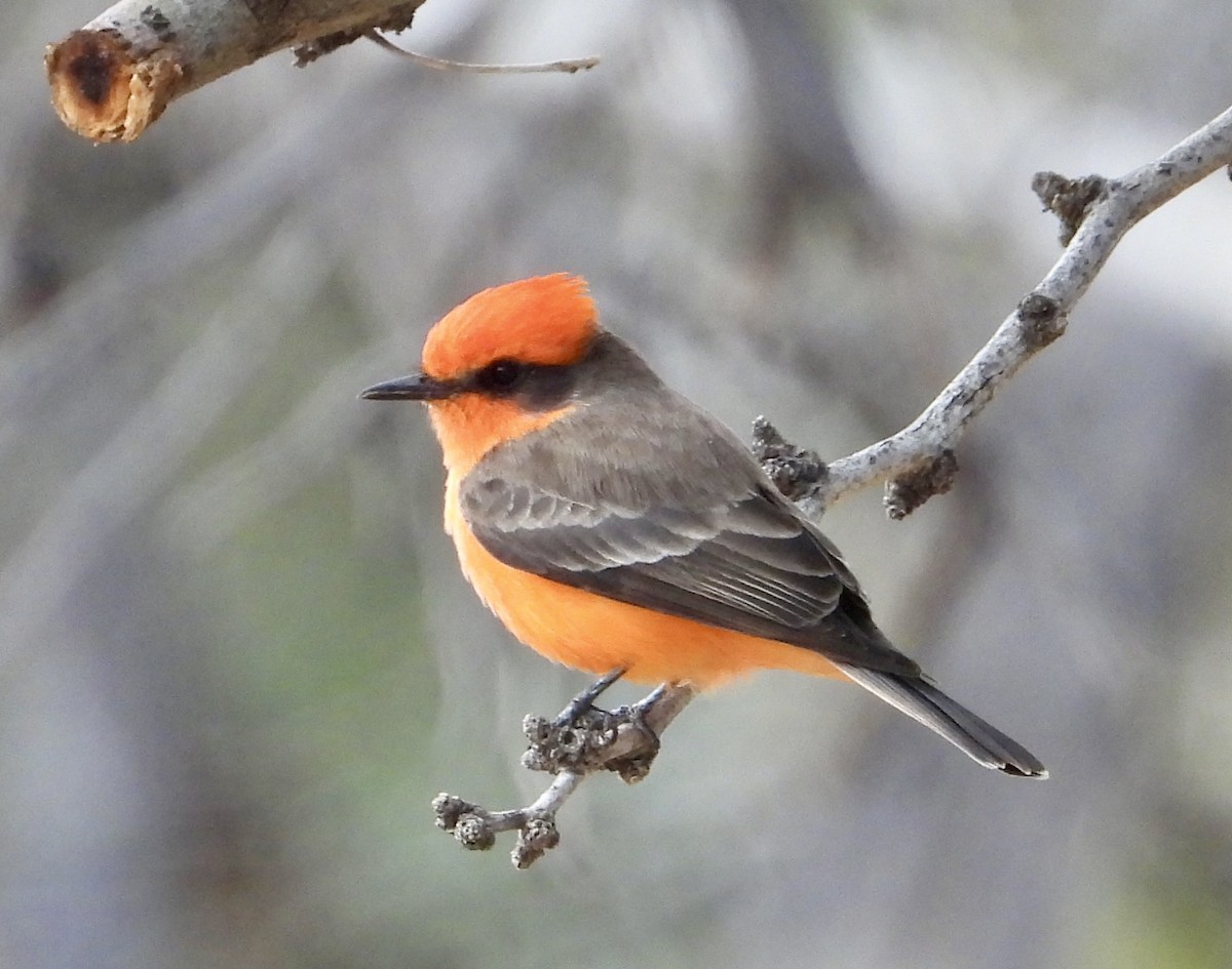 ベニタイランチョウ - ML647642818