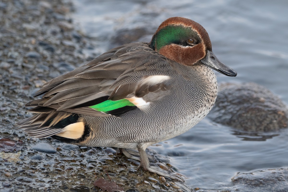 Green-winged Teal (Eurasian) - ML647642823