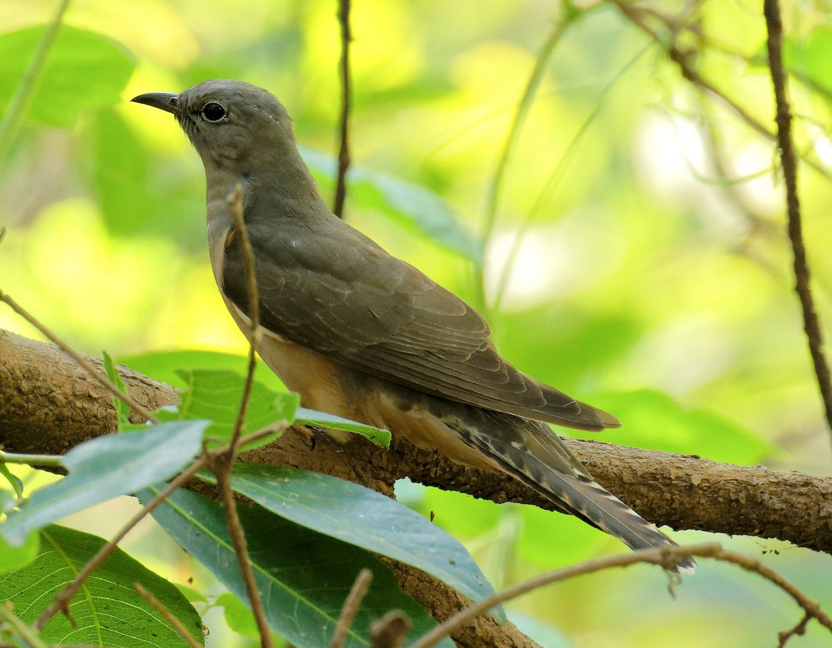 Sahul Brush Cuckoo - ML647642849