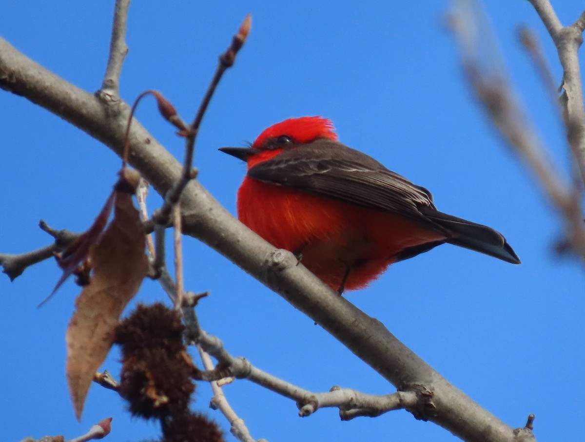 Vermilion Flycatcher - ML647642853