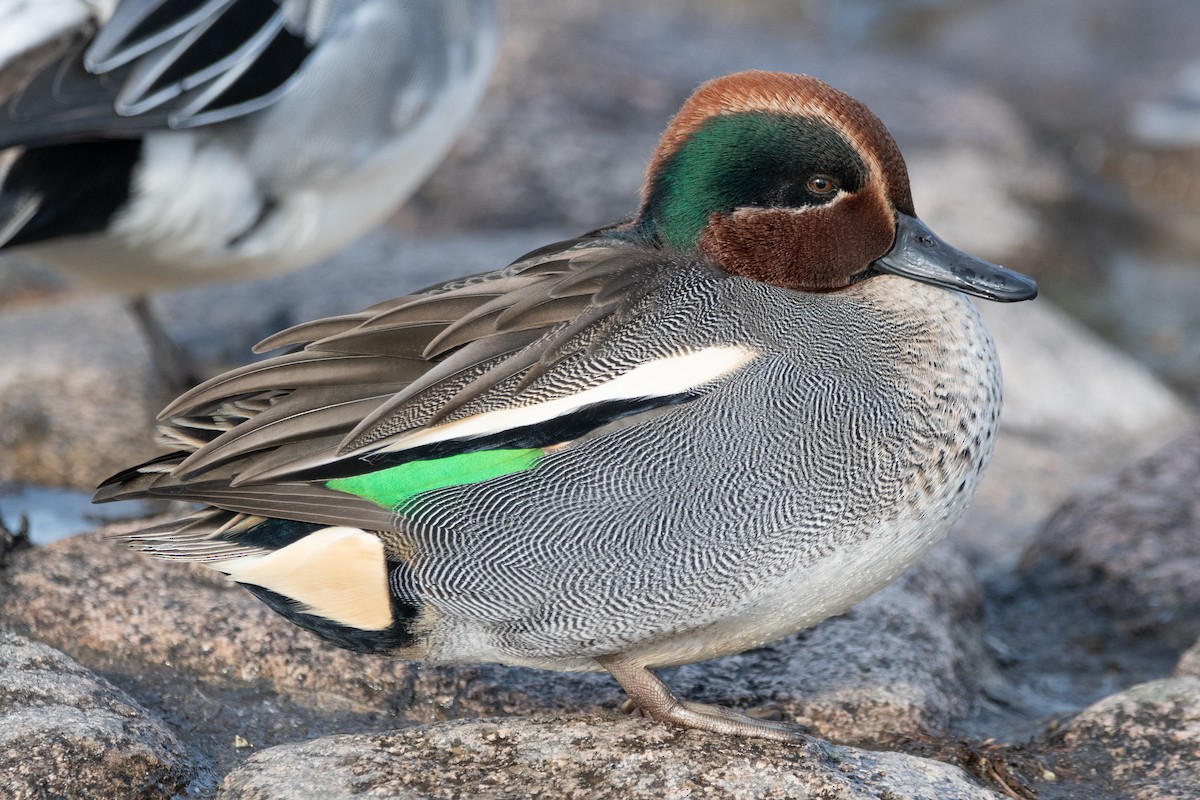 Green-winged Teal (Eurasian) - ML647642854