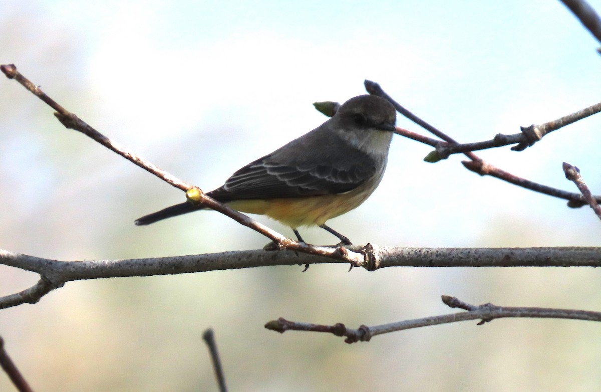 Vermilion Flycatcher - ML647642862
