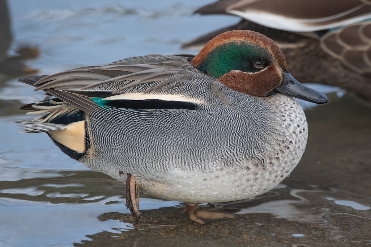 Green-winged Teal (Eurasian) - ML647642882