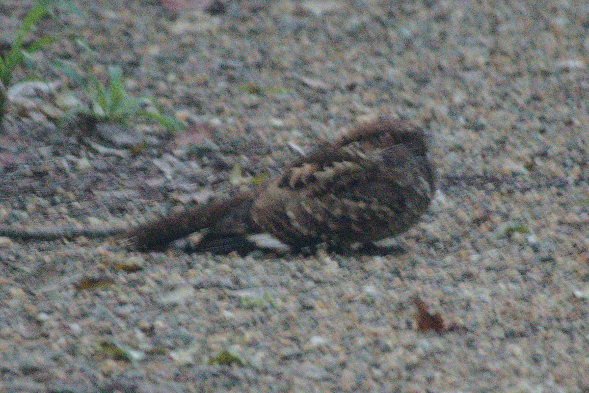 pauraquenattravn - ML647642887