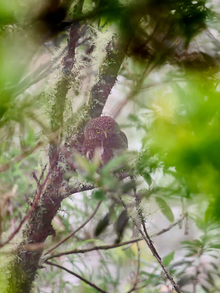 Yungas Pygmy-Owl - ML647642900