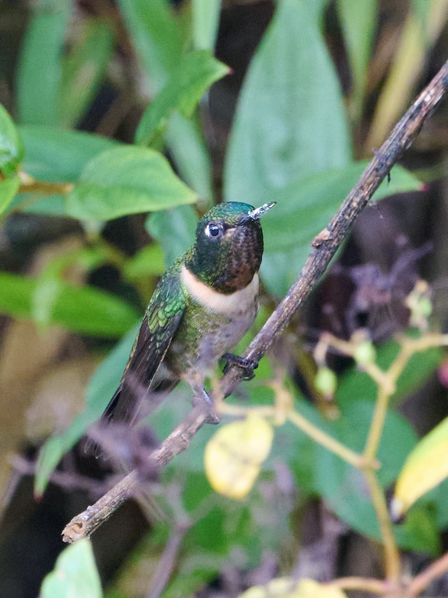 Amethyst-throated Sunangel - ML647642910