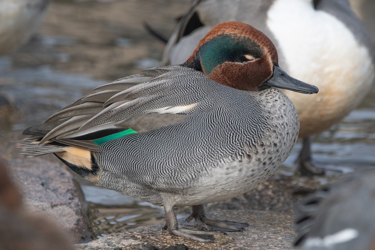 Green-winged Teal (Eurasian) - ML647642913