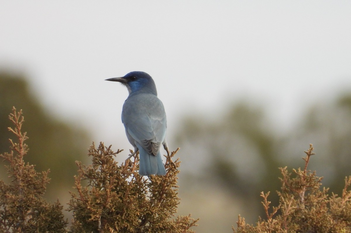 Pinyon Jay - ML647642939