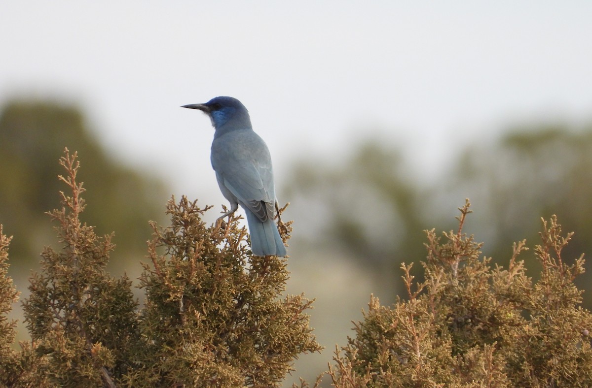 Pinyon Jay - ML647642940