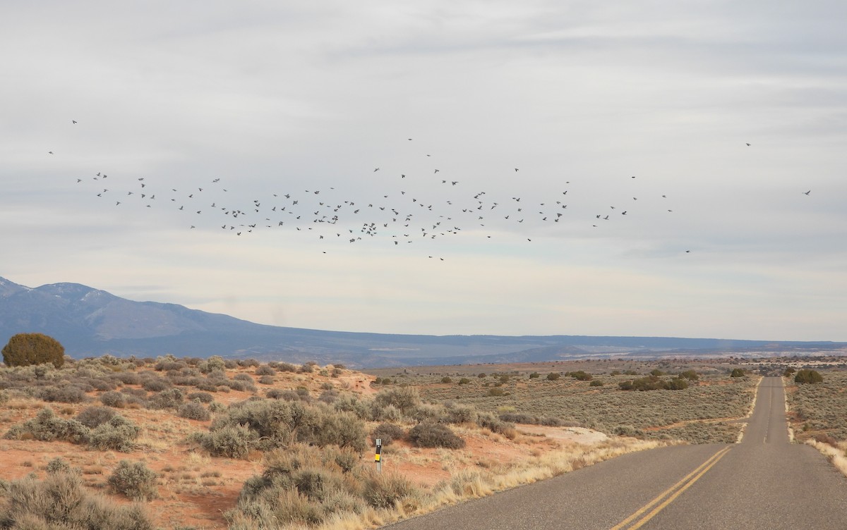 Pinyon Jay - ML647642941