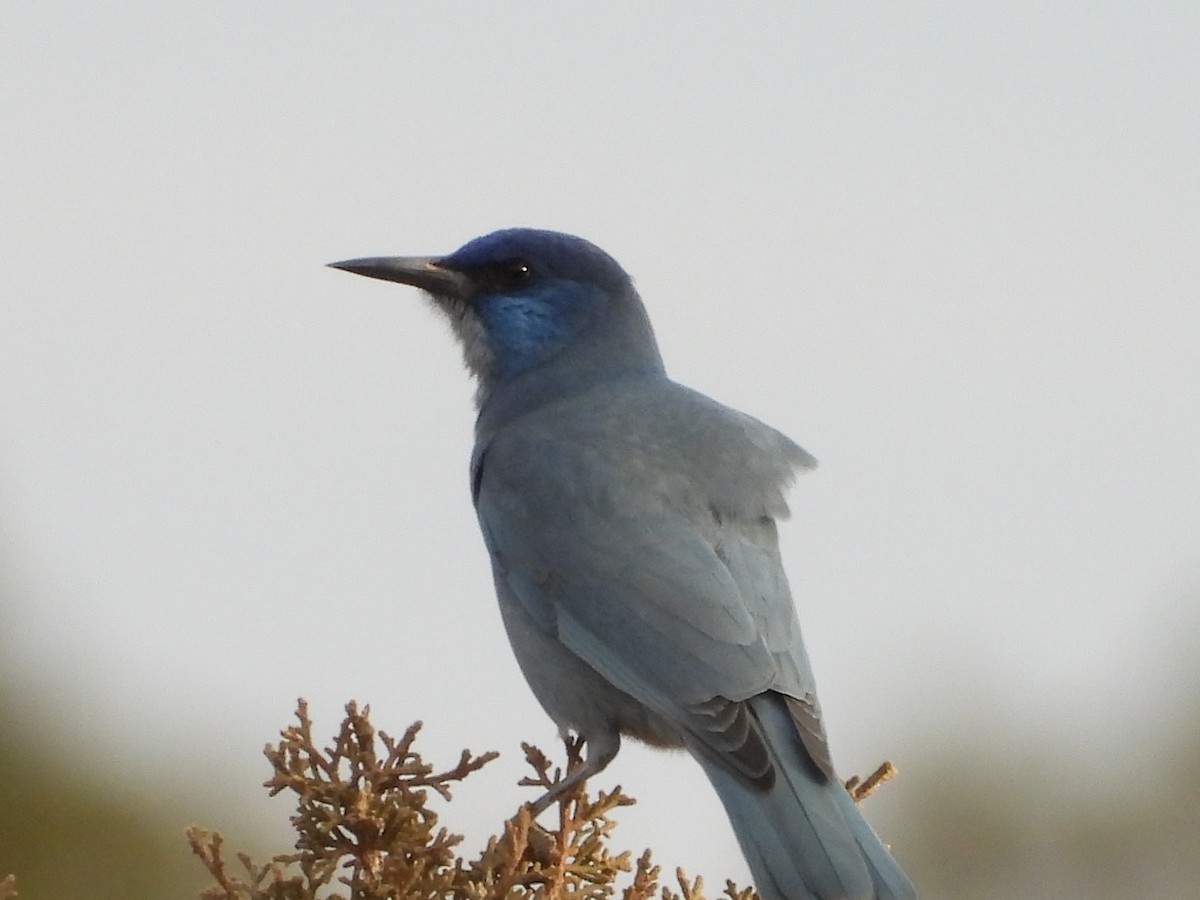 Pinyon Jay - ML647642942