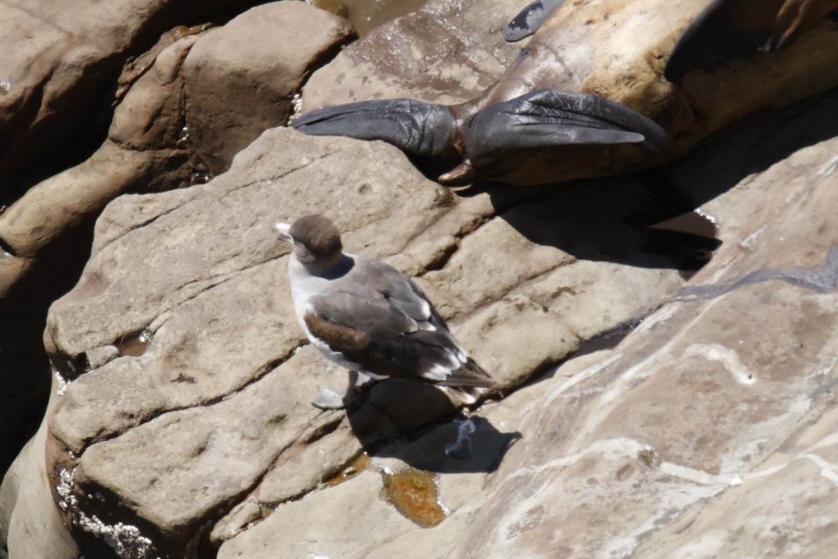 Dolphin Gull - ML647642946