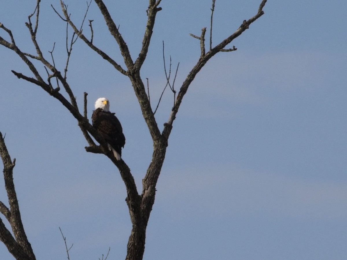 Pygargue à tête blanche - ML647642947