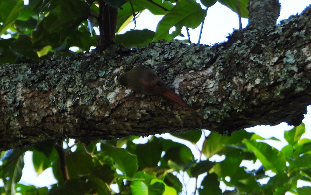 Olivaceous Woodcreeper - ML647642976