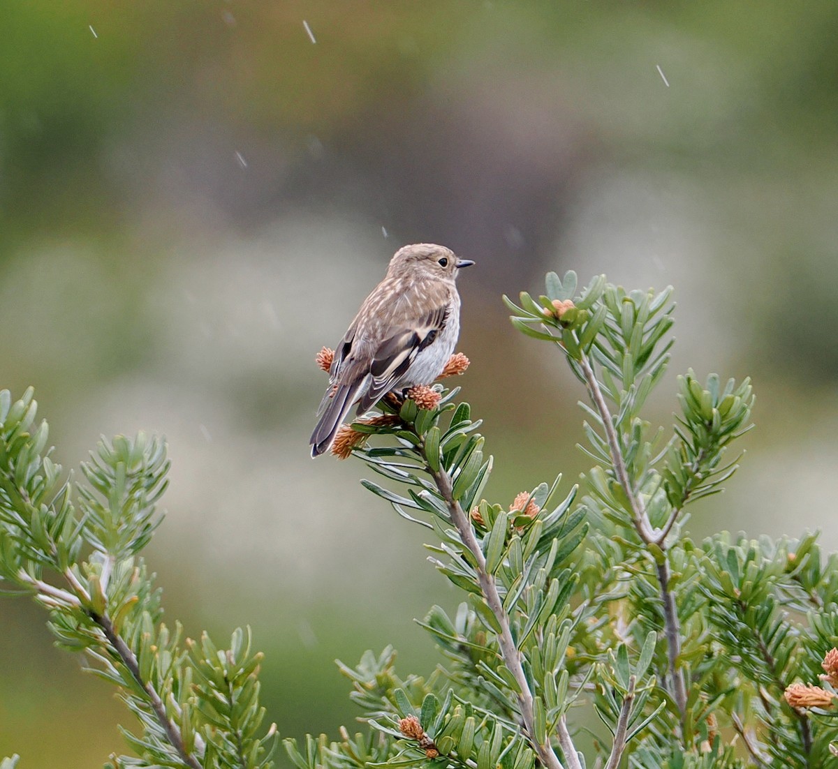 flammeflueskvett - ML647643017