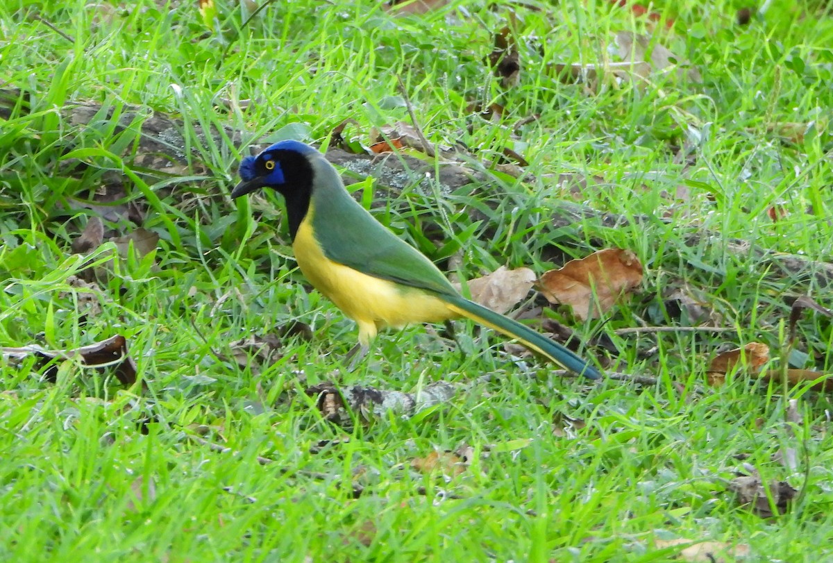 Green Jay - ML647643018
