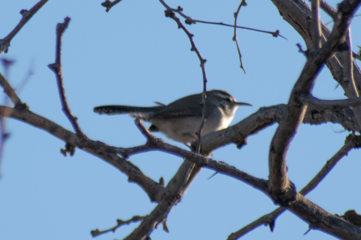 Bewick's Wren - ML647643036