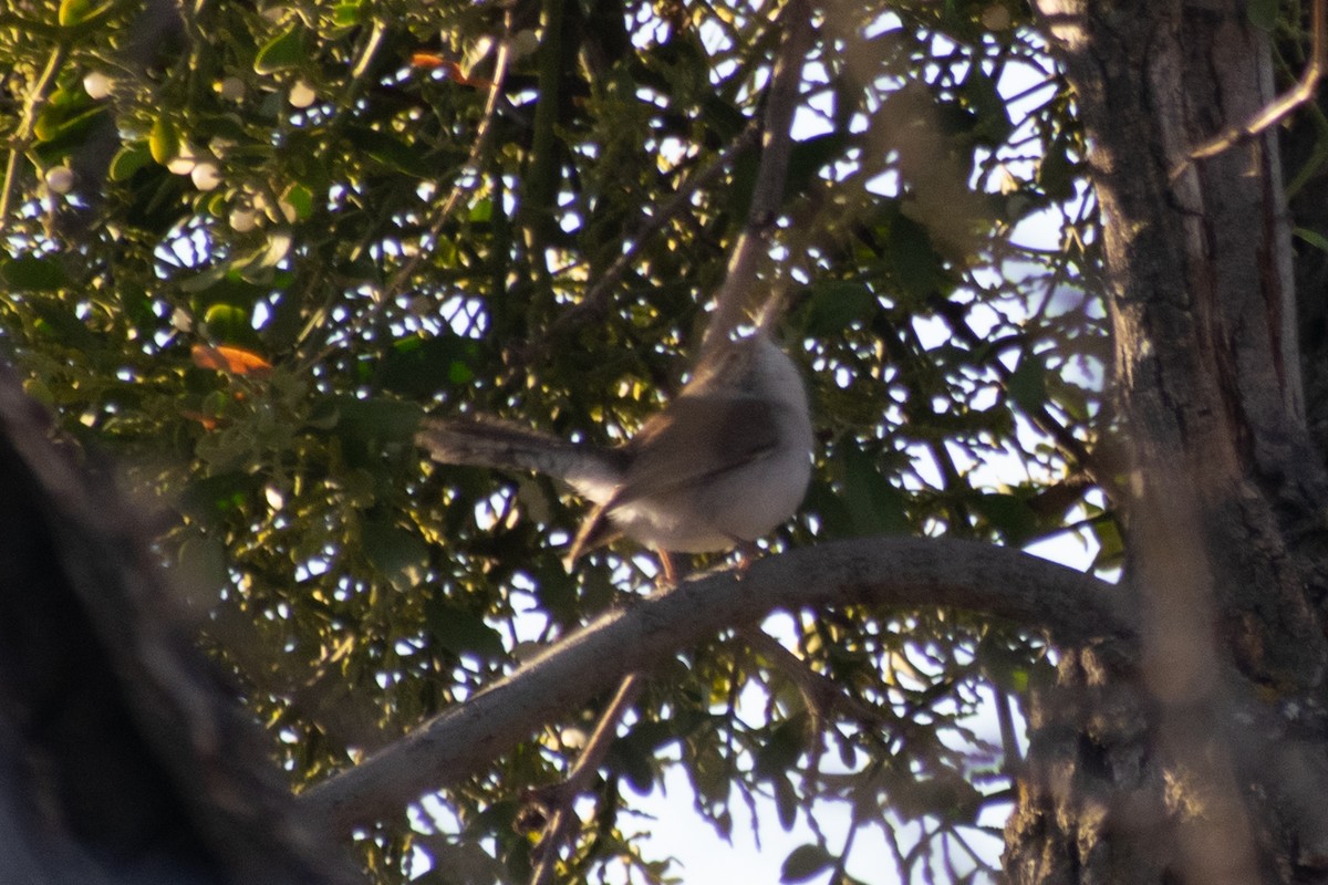 Bewick's Wren - ML647643037