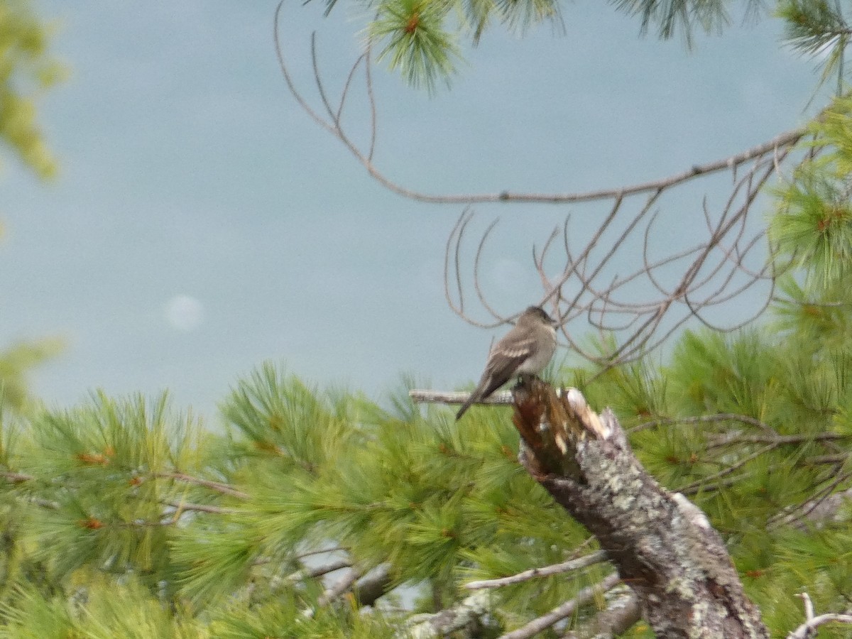 Eastern Wood-Pewee - ML647643048