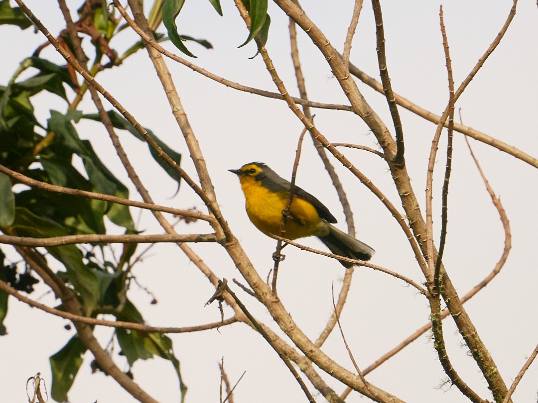 Spectacled Redstart - ML647643110
