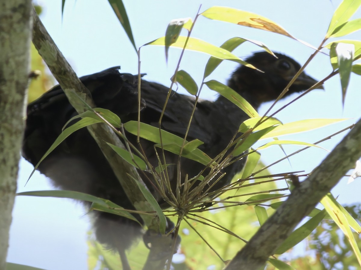 Andean Guan - ML647643125