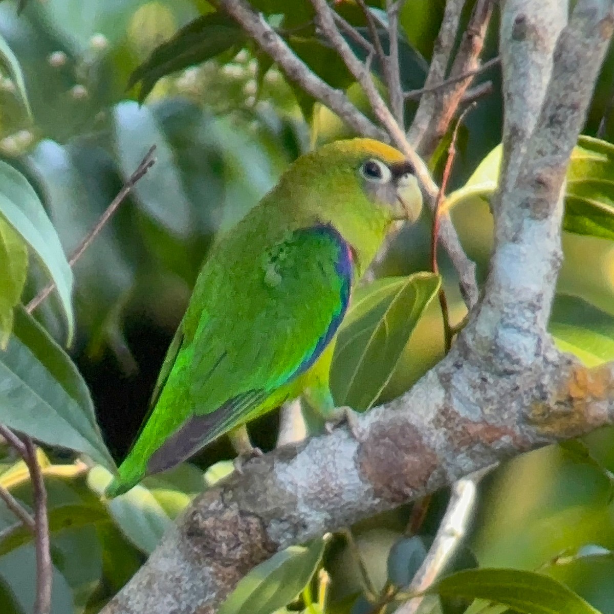Scarlet-shouldered Parrotlet - ML647643155
