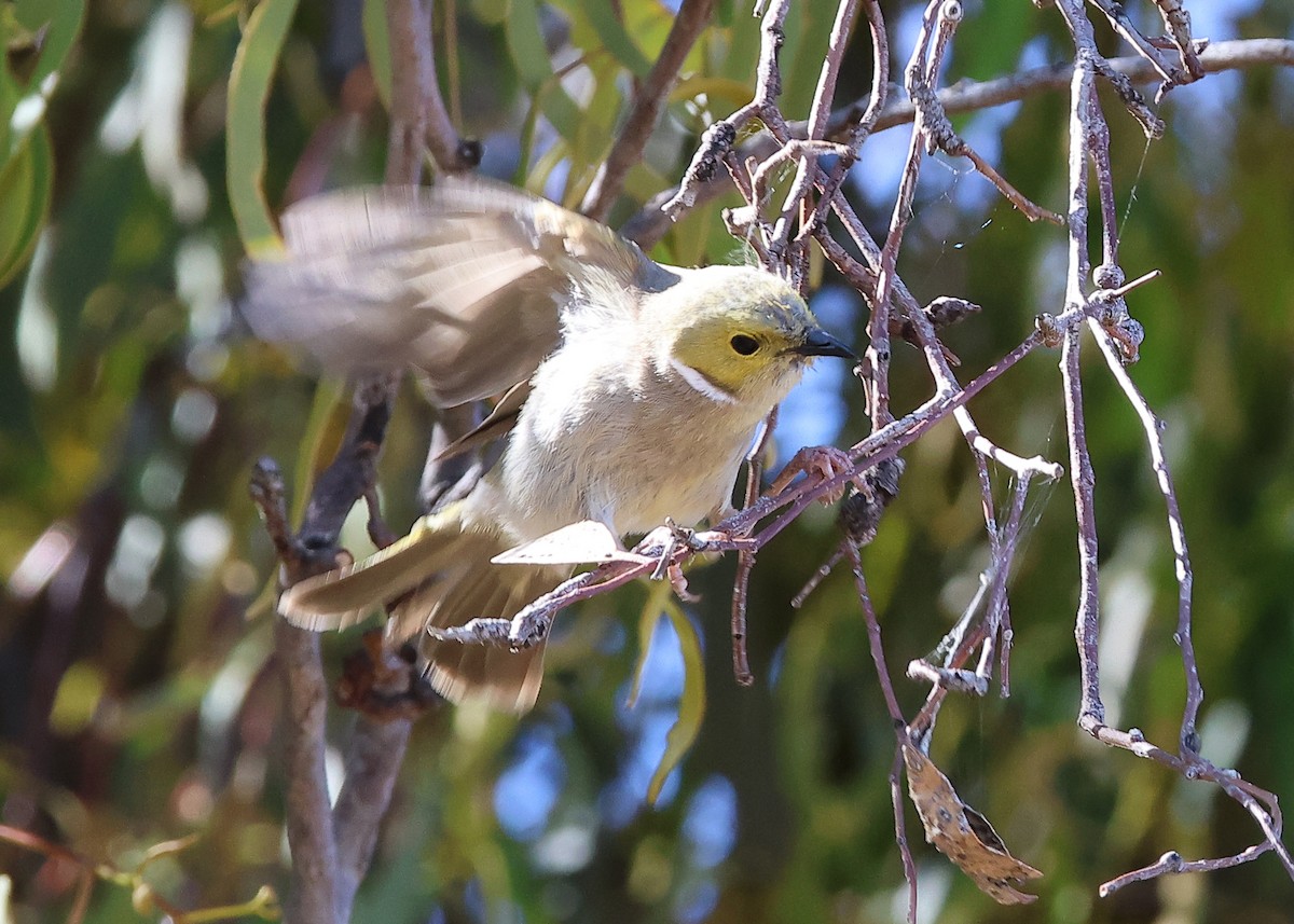 White-plumed Honeyeater - ML647643177