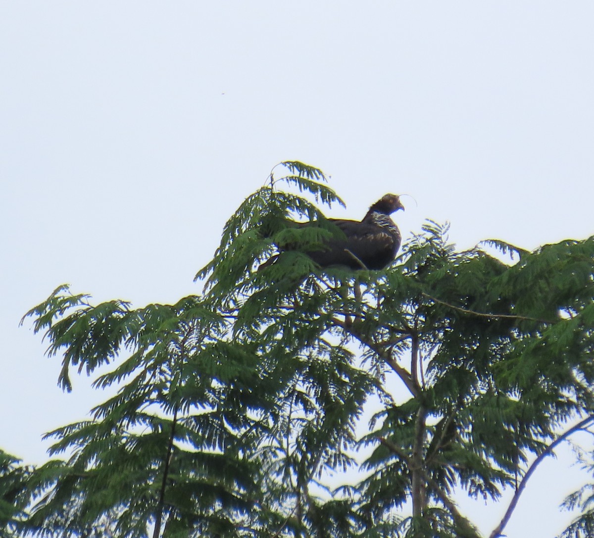 Chajá Añuma - ML647643186