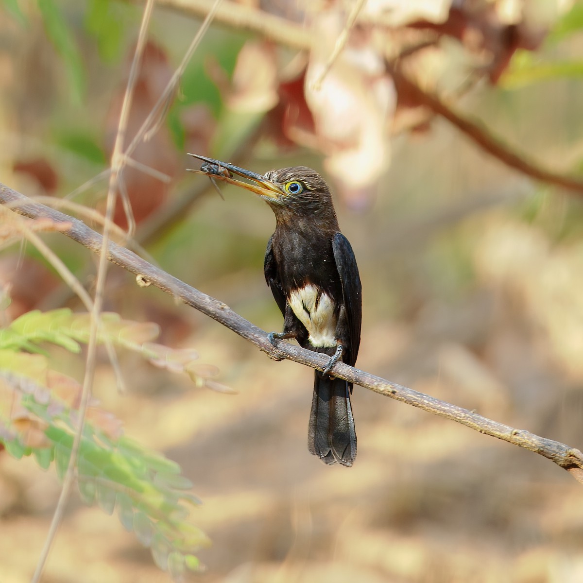 Brown Jacamar - ML647643261