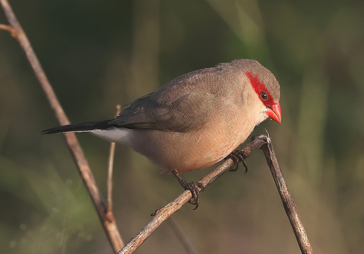 Black-rumped Waxbill - ML647643273