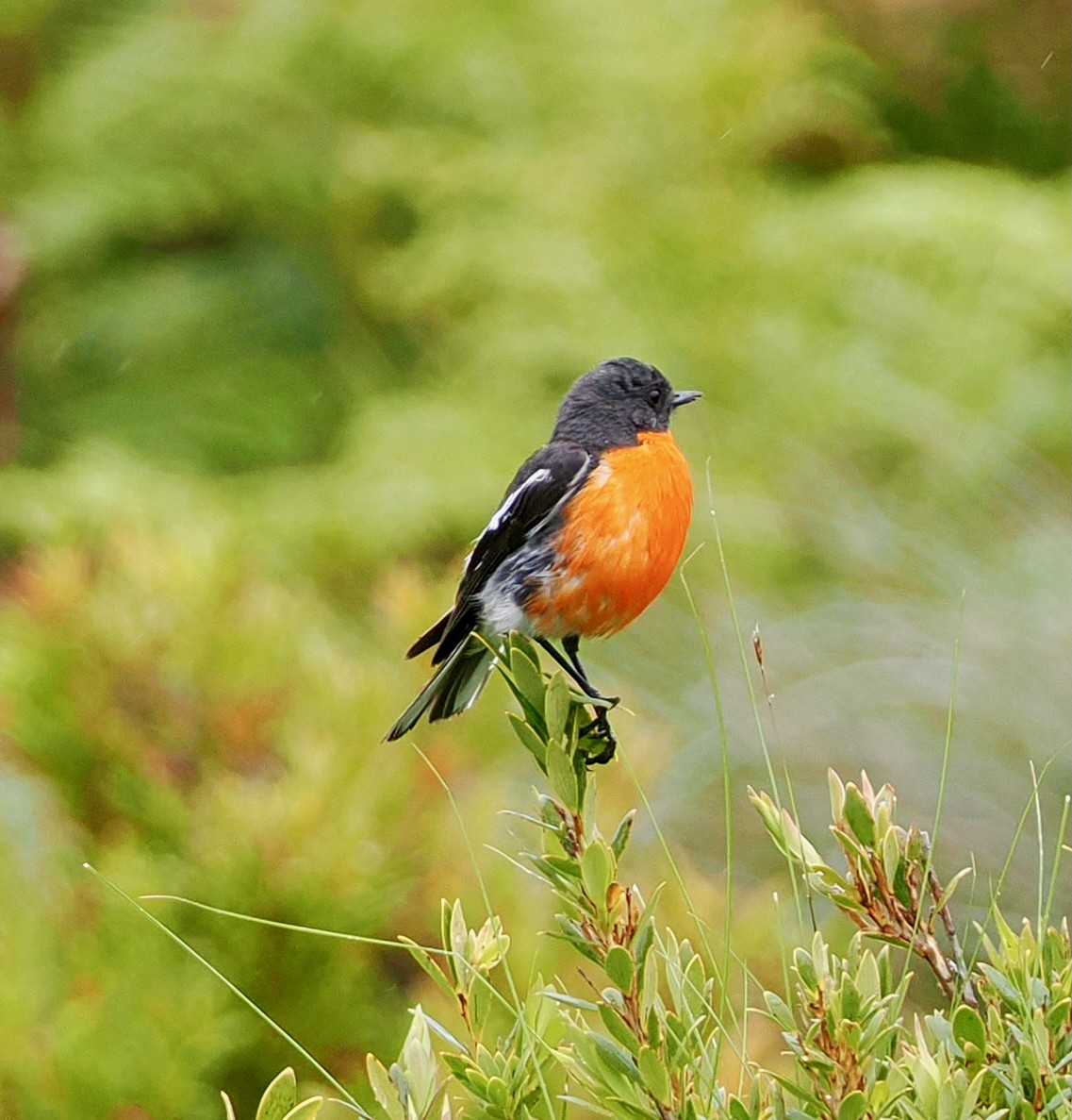 flammeflueskvett - ML647643275