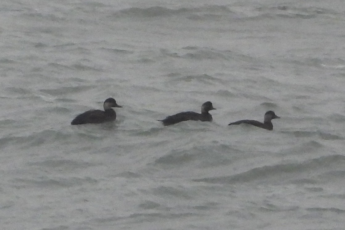 turpan černý - ML647643279