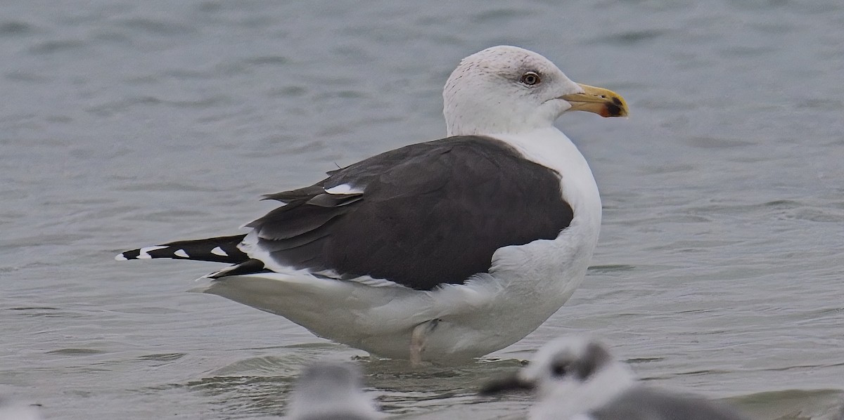 Great Black-backed Gull - ML647643286